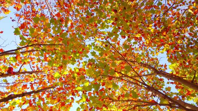 秋天树林树叶阳光