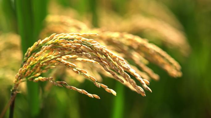 秋天稻田里成熟的稻穗