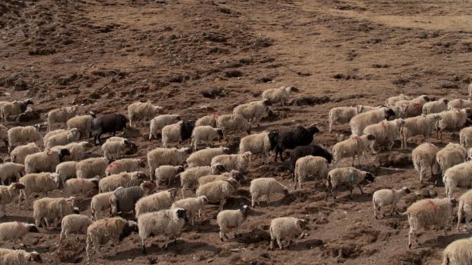 西藏 羊群 放牧 高原 航拍