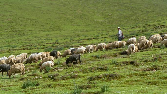 4k西藏牛羊群