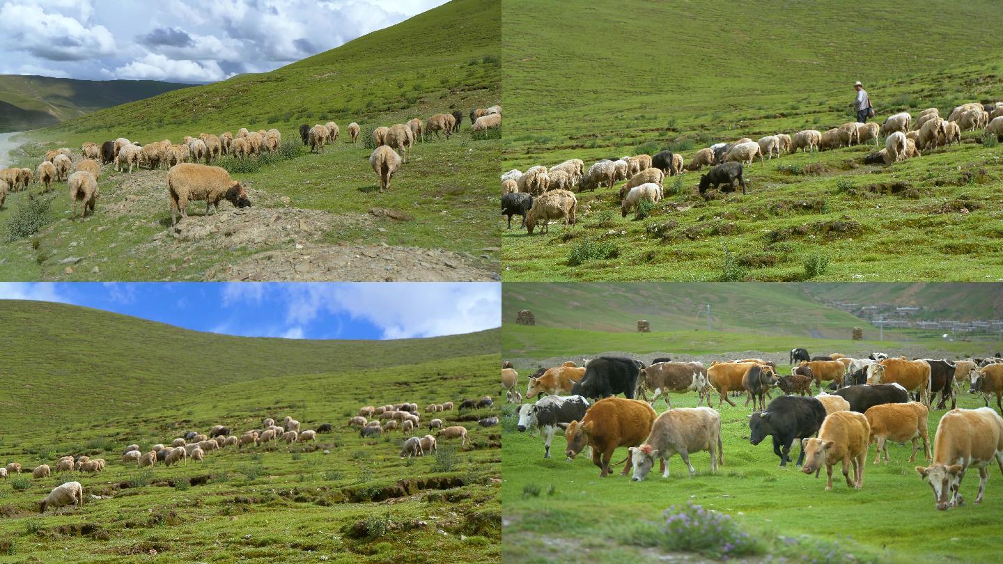 4k西藏牛羊群