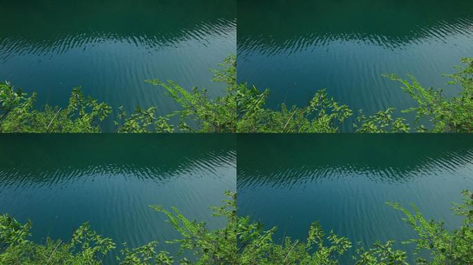深绿色的湖面湖边长满了绿色的绿植