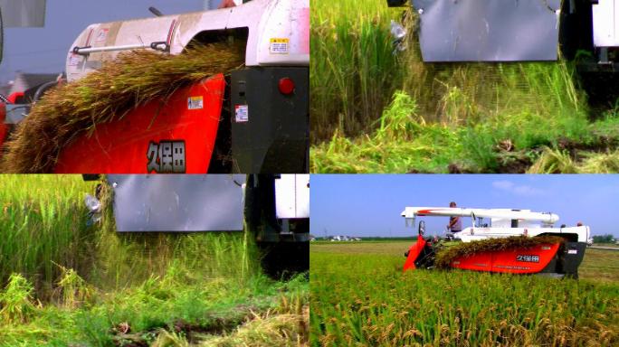 机械收割稻田
