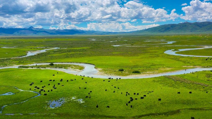 4K航拍夏季大草原湿地河流成群牦牛风光