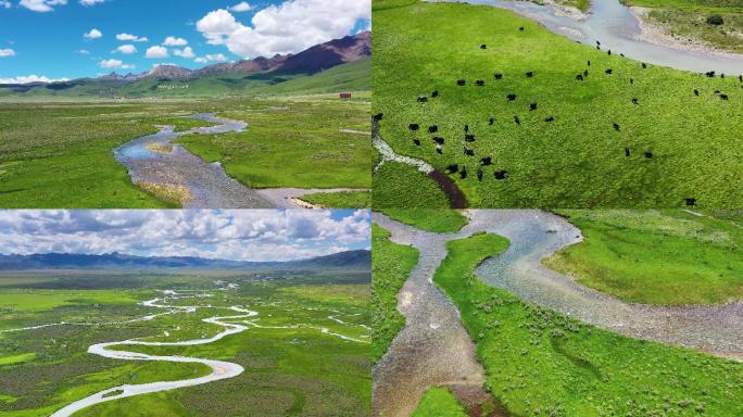 4K航拍夏季大草原湿地河流成群牦牛风光