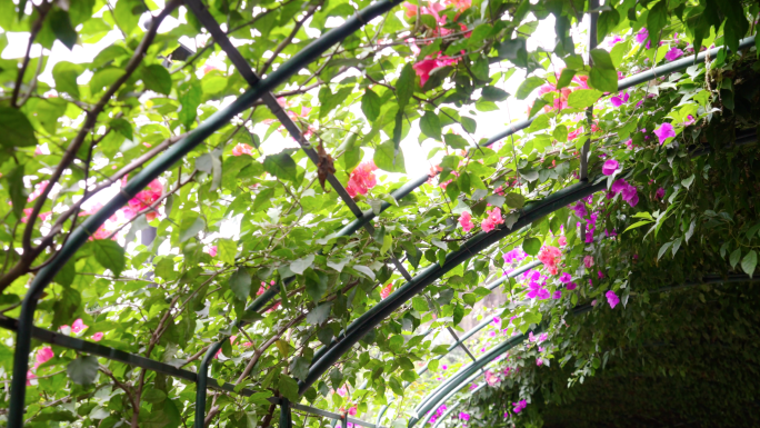 4K花园里的花架上爬满了三角梅-花丛花朵
