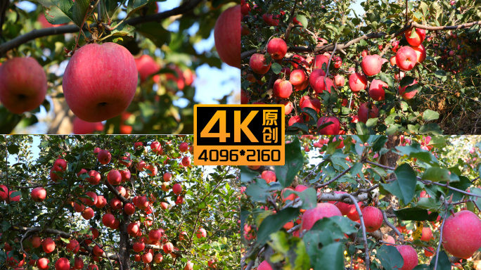苹果-苹果树-苹果园实拍02