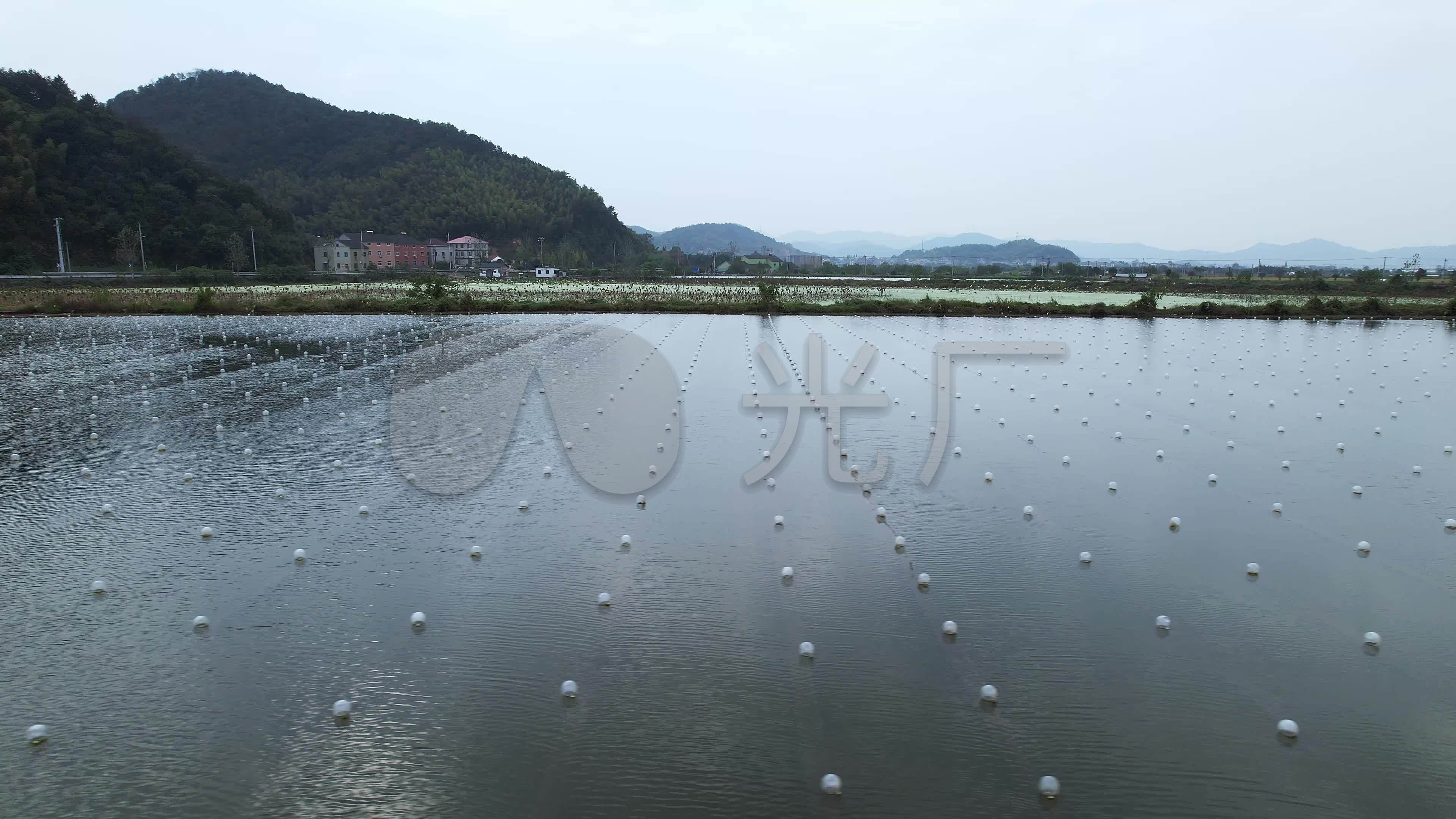 航拍诸暨山下湖珍珠养殖场蚌场