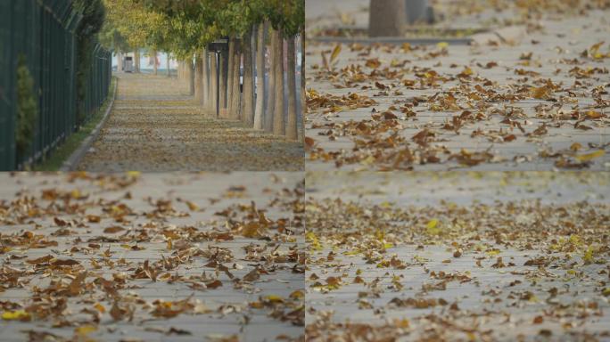 北京街道，秋天落叶枯叶，地面，深秋脚步