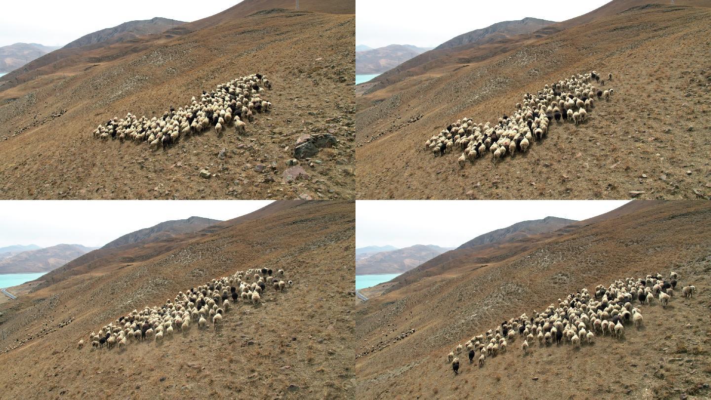 西藏羊湖羊群