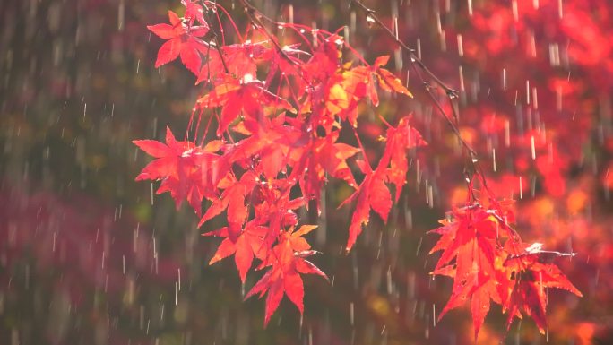 雨中枫叶