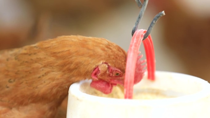 鸡吃食