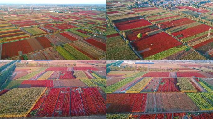 红色大地辣椒农田农民丰收