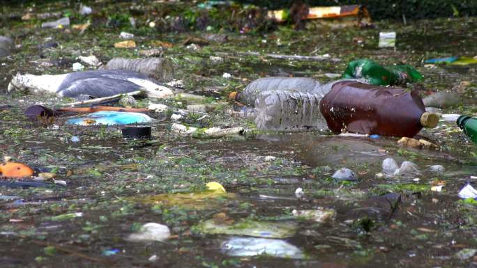 海面上的死鸟、垃圾和瓶子表明了海洋污染