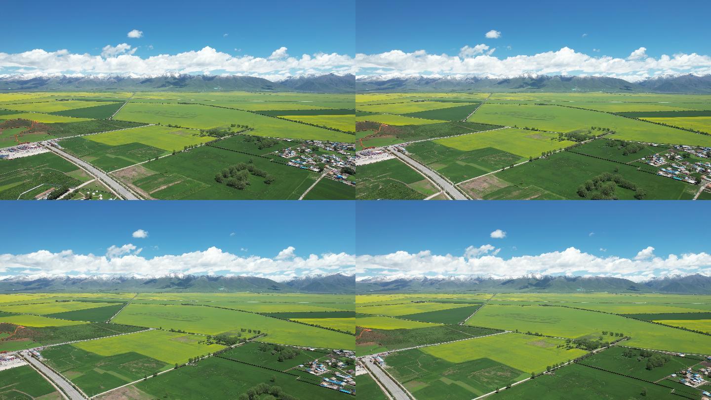 西藏 雪山 草原 油菜花 蓝天 白云
