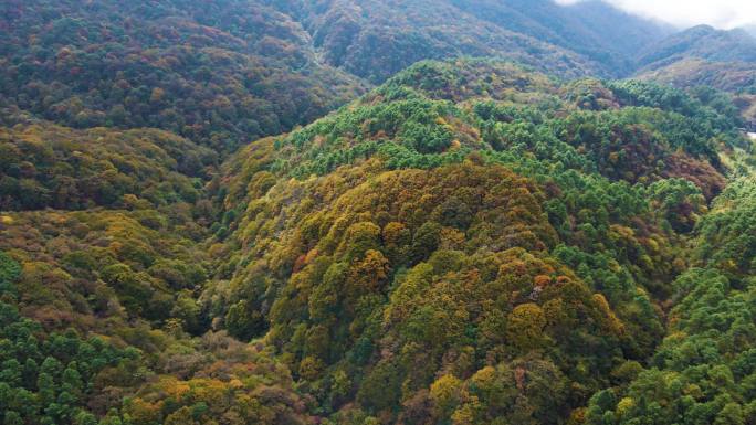 秋天贵州国家级森林公园雷公山枫叶素材