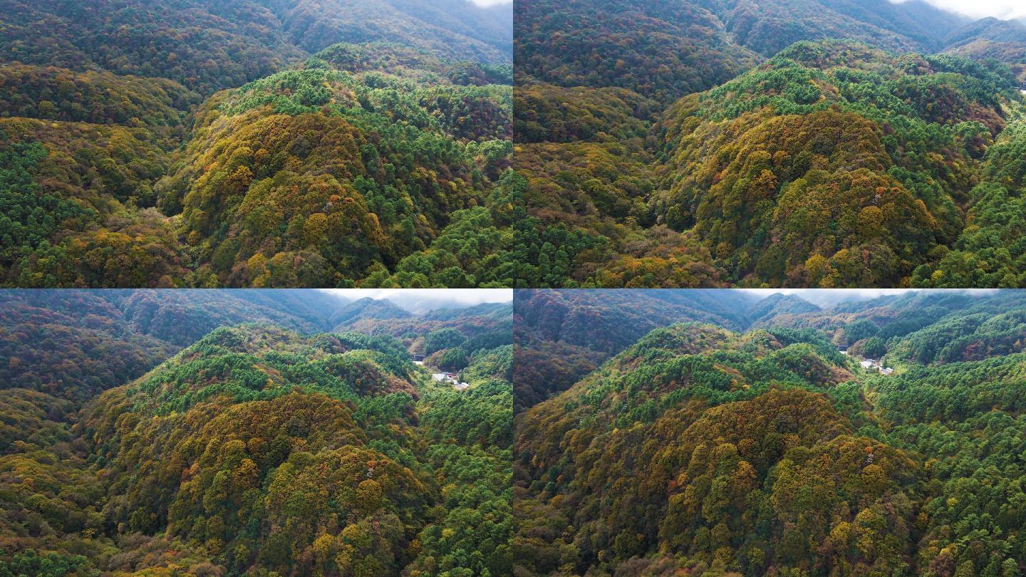 秋天贵州国家级森林公园雷公山枫叶素材