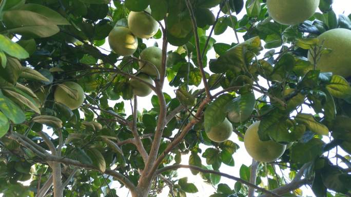 柚子树丰收果实