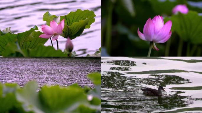 荷花、荷叶、莲花、莲湖、鸳鸯、河水