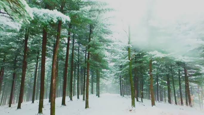 东北下雪松树林红松果松林海雪原