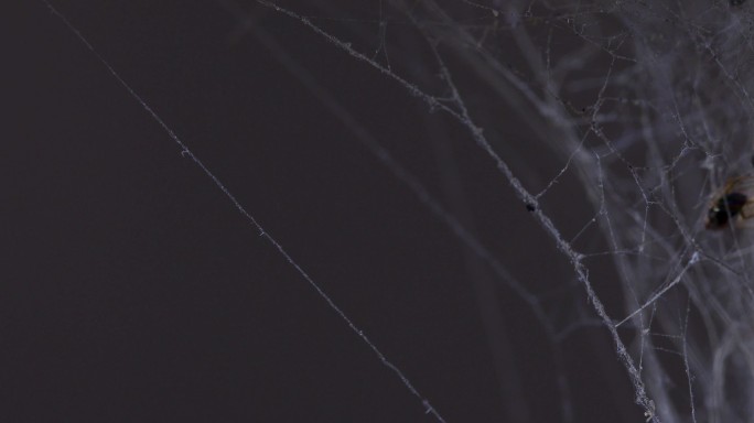 废弃房子窗角的蜘蛛网