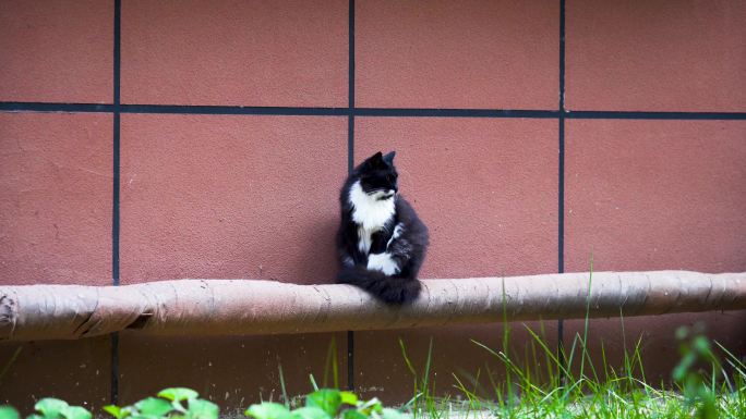 小区野猫流浪猫