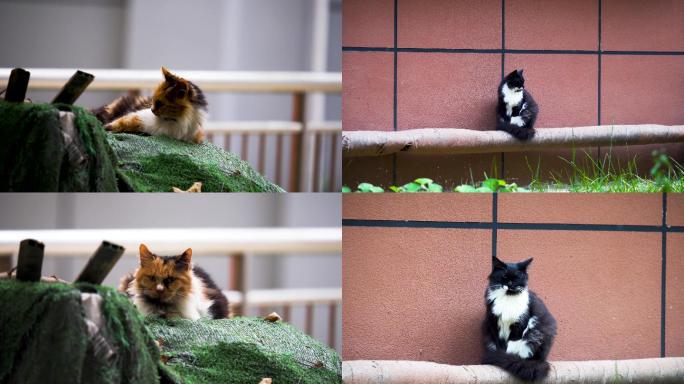 小区野猫流浪猫