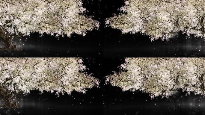 8K超清长条屏视频 梨树 白色树 黑底