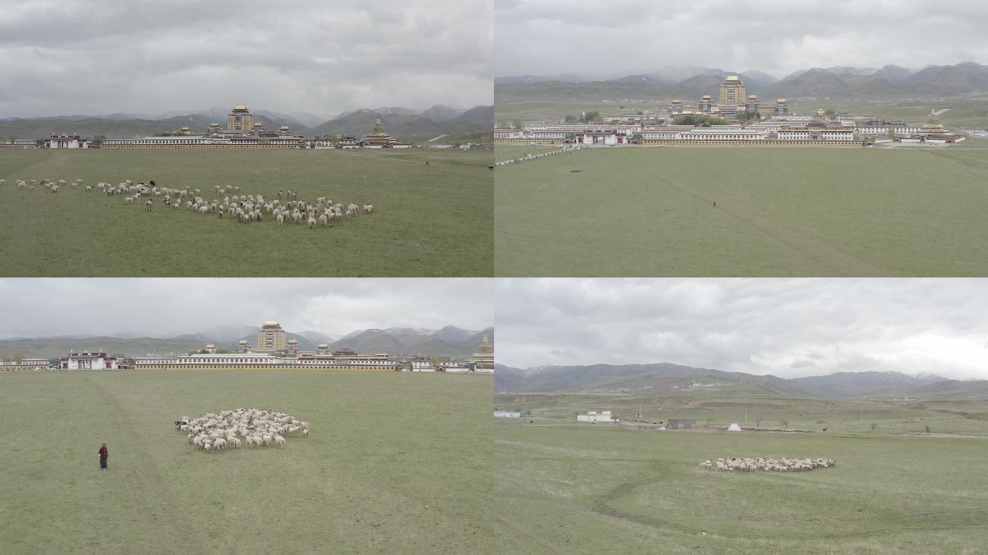 阿坝川西高原各莫寺门前草坪上的羊群