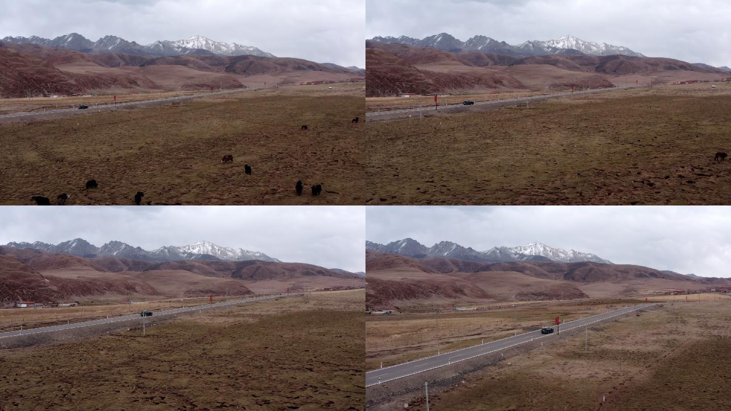 川西 航拍 雪山 冬季 旅行 牦牛 放牧