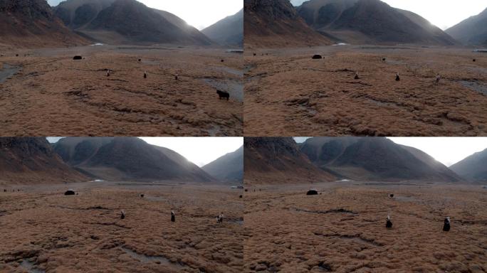 西藏 山南 牧民 放牧 牦牛