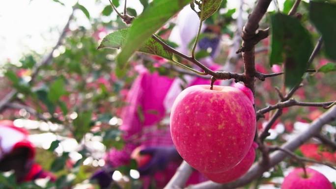 苹果采摘农忙苹果富士苹果采摘收获季节