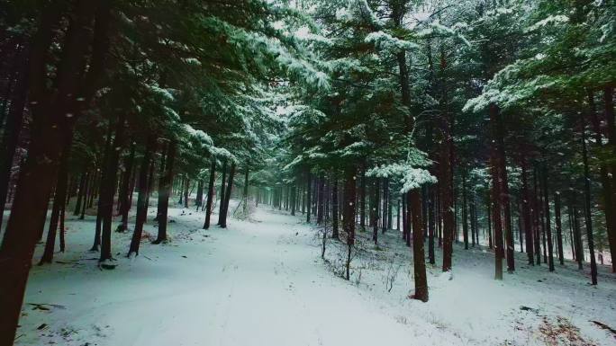 东北下 雪松 树林 红松果松 林海 雪原