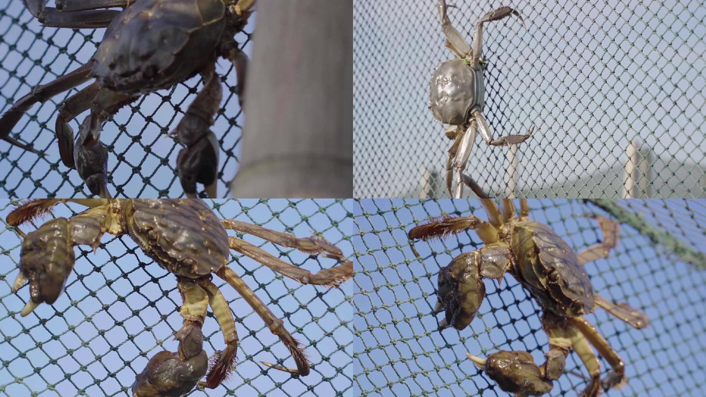 螃蟹在蟹网上爬