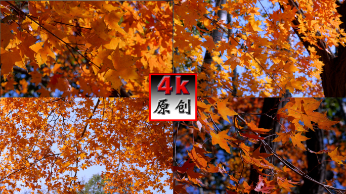 枫树叶-秋季之美4k实拍