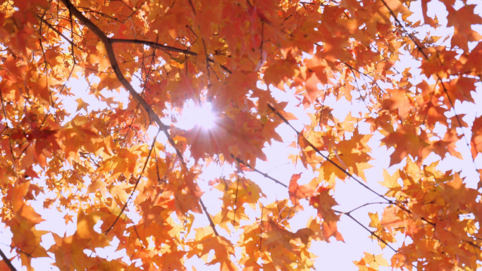 枫树叶-秋季之美4k实拍