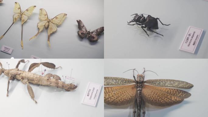 4k自然博物馆蝴蝶昆虫标本