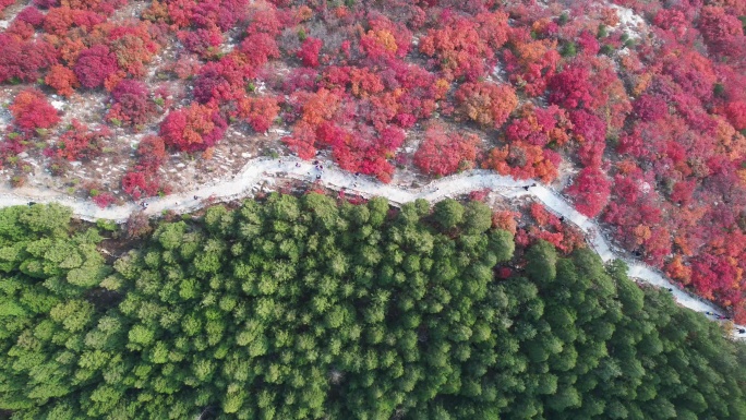 航拍济南蝎子山和蚰蜒山，半山青翠半山红