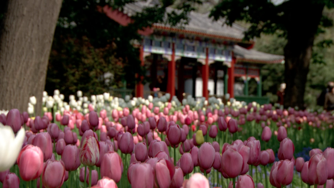 郁金香 北京 春天 中山公园 郁金香节