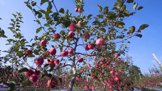高效农业苹果成熟现代农业绿色食品