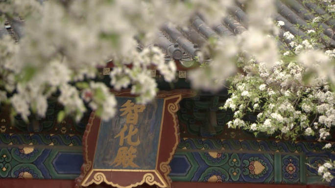 智化寺 桃花 北京 春天