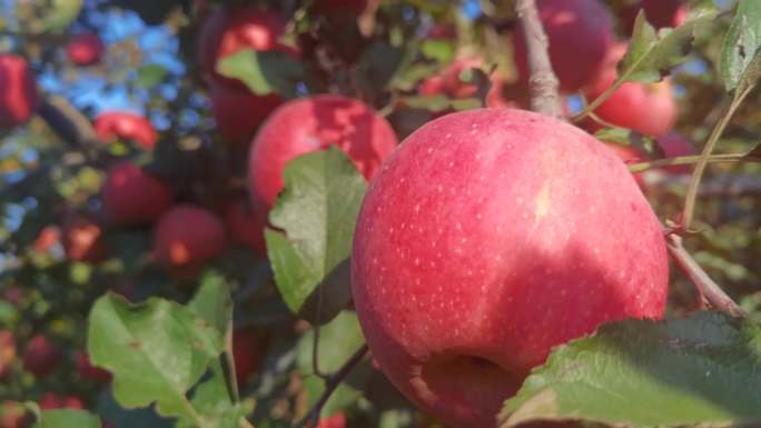 苹果 苹果园 苹果树 苹果成熟 红富士