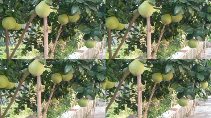 柚子树丰收果实4K实拍视频