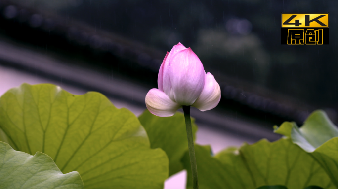 莲花、荷花、莲池、荷叶、下雨、夏天