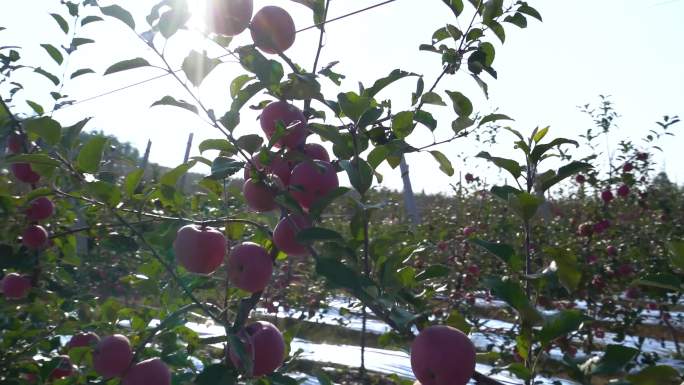 现代农业绿色食品种植基地苹果丰收