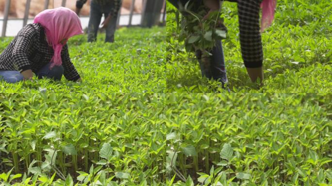 菜农在大棚里除草纪实F