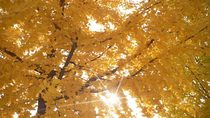 秋天的黄叶和阳光空镜 银杏叶
