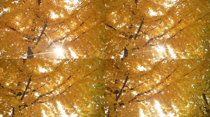 秋天的黄叶和阳光空镜 银杏叶