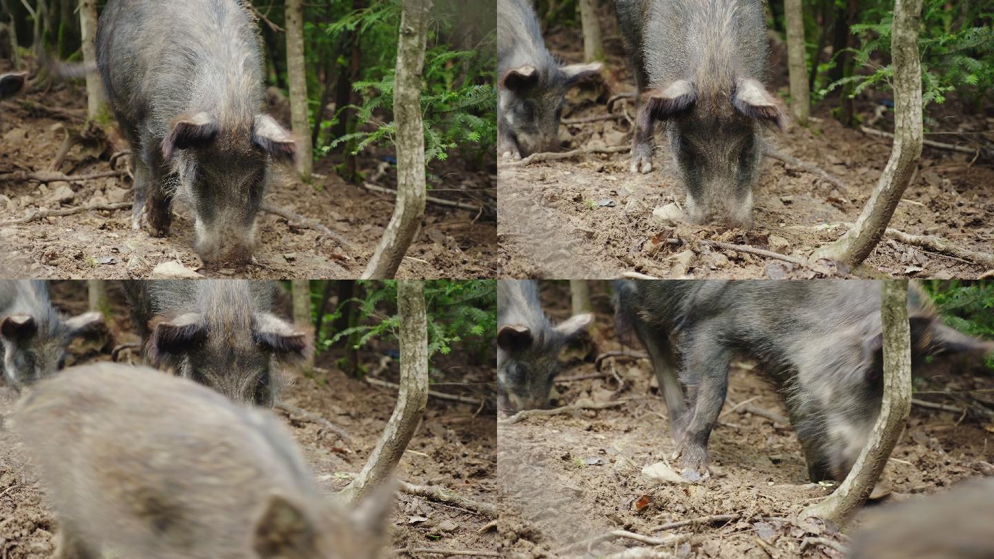 野猪在森林里寻找食物