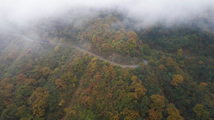 秋天贵州国家级森林公园雷公山枫叶素材